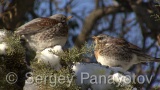 Video of Mistle Thrush - Fieldfare in the winter forest and snow